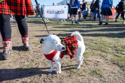 Small dog wearing a tartan coat at the Kiltwalk event village